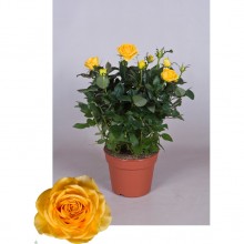 Роза Палас желтая d-17 см h-50 см