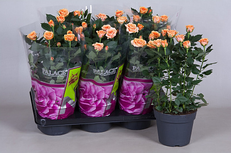 Роза Палас оранжевая d-17 см h-50 см