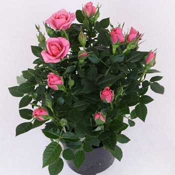 Роза Патио розовая d-12 см h-30