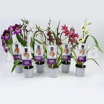 Орхидея Микс 1 ствол d-12 см