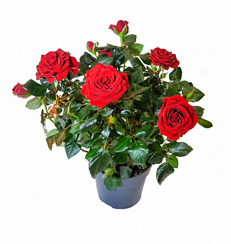 Роза Патио красная d-12 см h-30