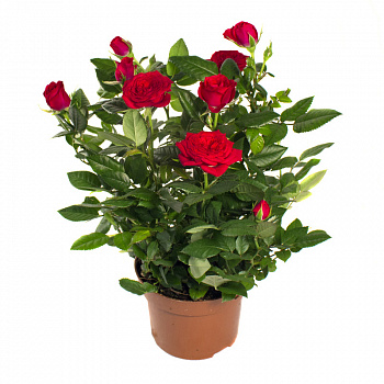 Роза Кордана красная d-10 см h-20