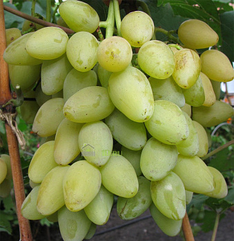 Виноград плодовый Мускат Летний в горшке 2 л V2 Солнечный сад