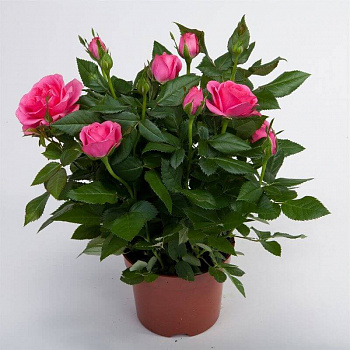 Роза Кордана малиновая d-10 см h-20